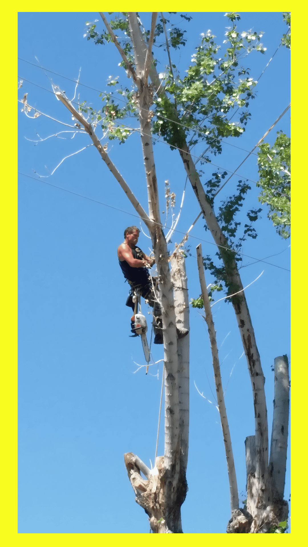 tree cutter tree cutter
