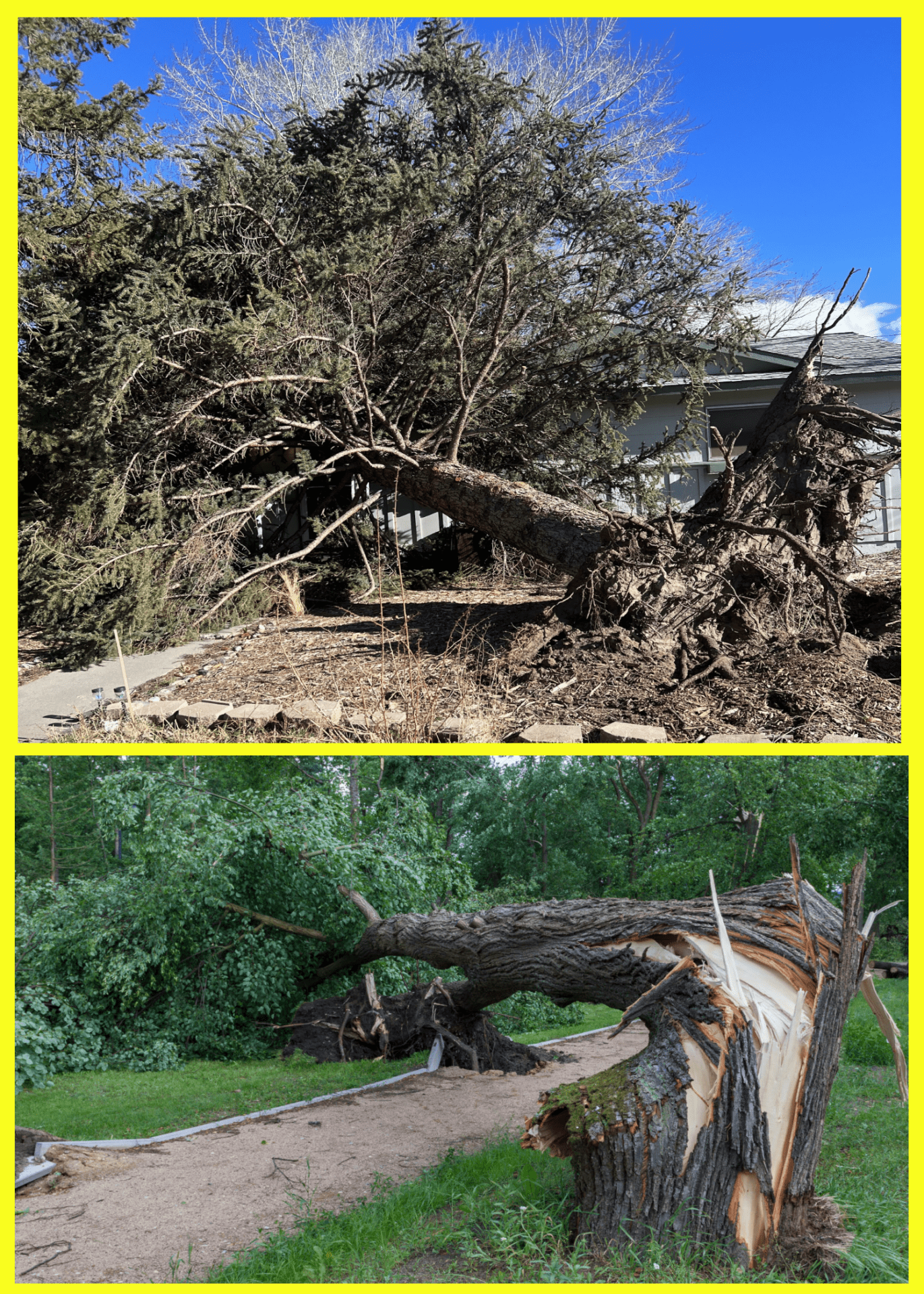 Professional Tree Care Professional Tree Care