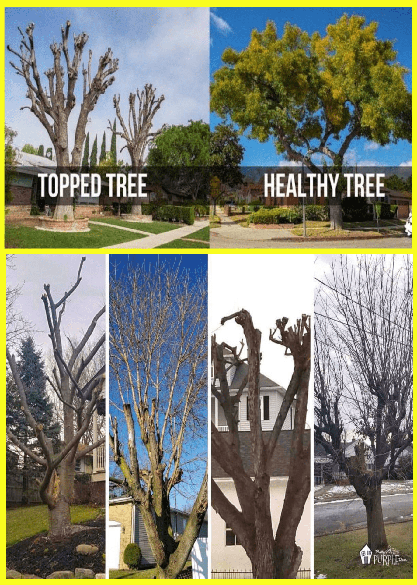 Healthy Tree Care Service by Wilson Tree Works Healthy Tree Care Service by Wilson Tree Works